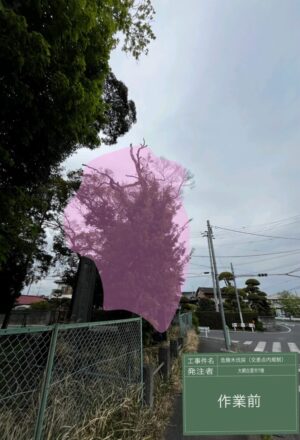 「樹高」15m(交差点内) 「樹高」15m(交差点内)