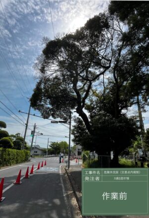 「樹高」15m(交差点内) 「樹高」15m(交差点内)