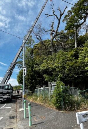 「樹高」15m(交差点内) 「樹高」15m(交差点内)