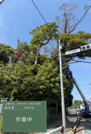 「樹高」15m(交差点内) 「樹高」15m(交差点内)