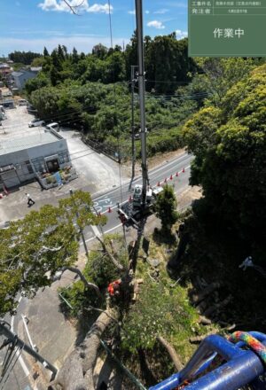 「樹高」15m(交差点内) 「樹高」15m(交差点内)