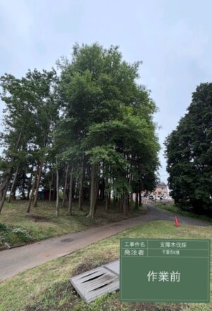 「樹高」17m 「樹高」17m
