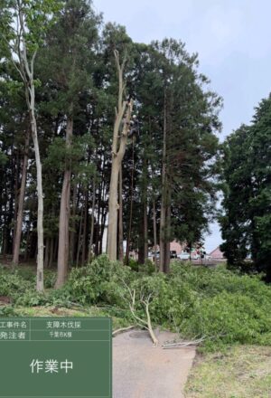 「樹高」17m 「樹高」17m