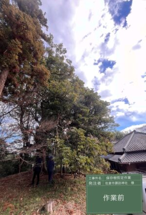 「樹高」16m(樹齢300年以上) 「樹高」16m(樹齢300年以上)