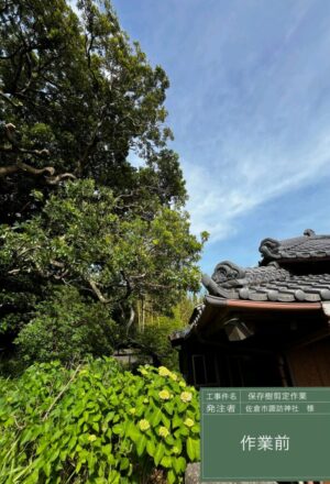 「樹高」16m(樹齢300年以上) 「樹高」16m(樹齢300年以上)