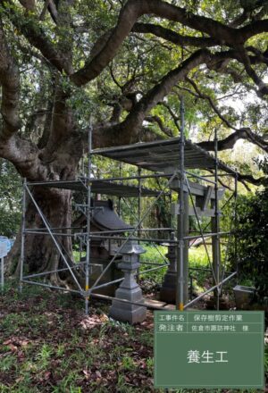 「樹高」16m(樹齢300年以上) 「樹高」16m(樹齢300年以上)