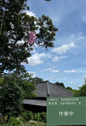 「樹高」16m(樹齢300年以上) 「樹高」16m(樹齢300年以上)
