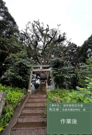 「樹高」16m(樹齢300年以上) 「樹高」16m(樹齢300年以上)
