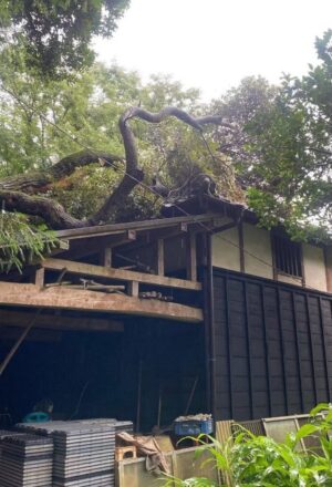 台風で、民家に刺さった木 台風で、民家に刺さった木